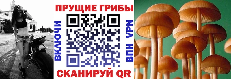 Псилоцибиновые грибы мицелий  купить  сайты  Невель 